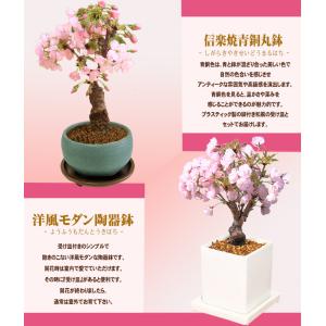 遅れてごめんね母の日ギフト プレゼント桜盆栽 ...の詳細画像4