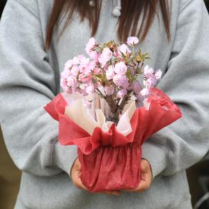 遅れてごめんね母の日ギフト プレゼント桜盆栽 ...の詳細画像5