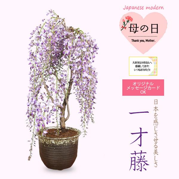 母の日ギフト2026盆栽：母の日開花一才藤(三河焼濃茶深鉢)*おまかせラッピング付き母の日期間指定日...