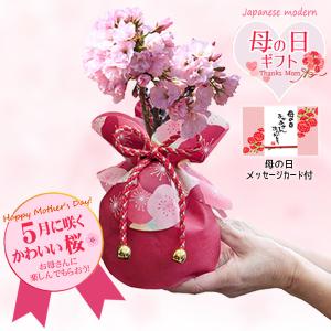 母の日ギフト 2026 桜盆栽：母の日開花桜*（ピンク丸陶器鉢）ラッピング付です プレゼント鉢植え 鉢花 さくら花見bonsai　