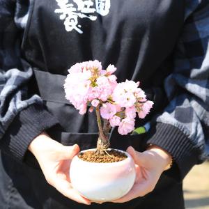 遅れてごめんね母の日ギフト 2026 桜盆栽:...の詳細画像3