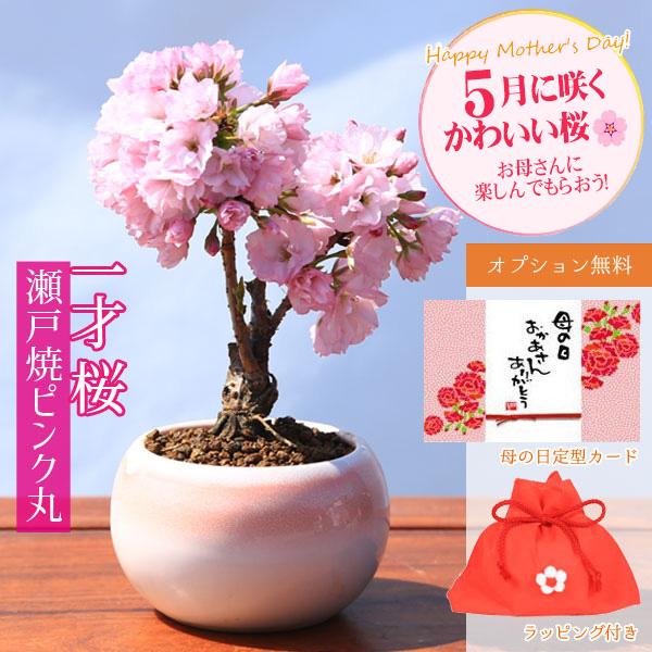 母の日ギフト 2026 桜盆栽：母の日開花桜*（ピンク丸陶器鉢）ラッピング付です プレゼント鉢植え ...