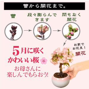 母の日ギフト 2026 桜盆栽:母の日開花桜*...の詳細画像4