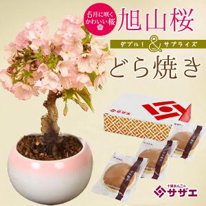 遅れてごめんね母の日ギフト 2026 おすすめ：母の日開花桜＆どら焼きセット*プレゼント鉢植え 鉢花スイーツ花 さくらbonsai
