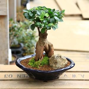 父の日 ギフト 2024がじゅまる盆栽： 特選ガジュマル　多幸の樹*苔・石付き　青軸変形鉢　bonsai