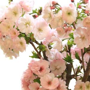 桜盆栽:八重桜(大)*(国産青モッコ陶器鉢)<...の詳細画像2