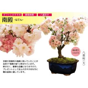 桜盆栽:八重桜(大)*(国産青モッコ陶器鉢)<...の詳細画像4