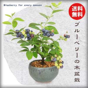 盆栽小鉢：春嘉（はるよし） 丸鉢13cm*現品 1品限り 資材 : 遊恵盆栽