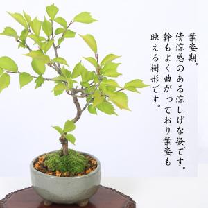 桜盆栽:富士桜(信濃寒桜)*(鉢 現代小鉢作家...の詳細画像2