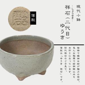 桜盆栽:富士桜(信濃寒桜)*(鉢 現代小鉢作家...の詳細画像5