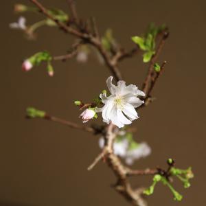 桜盆栽:十月桜*(鉢 現代小鉢作家 祥石(二代...の詳細画像1