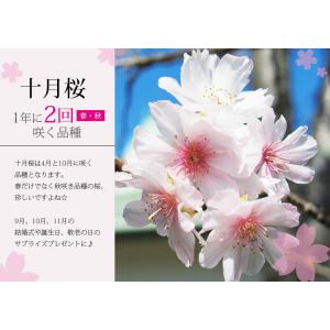 桜盆栽:十月桜*(鉢 現代小鉢作家 祥石(二代...の詳細画像2
