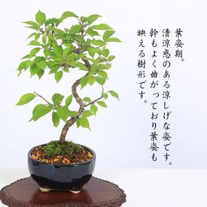 桜盆栽:十月桜*(鉢 現代小鉢作家 祥石(二代...の詳細画像3