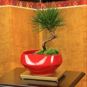 モダン盆栽:迎春黒松*黄金受け皿付【鉢色お選び...の詳細画像1