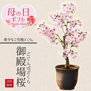 母の日ギフト 2026 桜盆栽　母の日開花：御殿場桜(瀬戸焼金吹鉢) *プレゼント花 さくら 鉢植え 鉢花 お花見bonsai