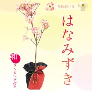 母の日ギフト 2026：花水木(はなみずき)*ラッピング付ハナミズキ プレゼント 鉢植え 鉢花 はなみずきbonsai＜ご予約受付中＞