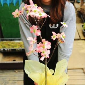 母の日ギフト 2026:花水木(はなみずき)*...の詳細画像1