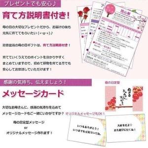母の日ギフト 2026:花水木(はなみずき)*...の詳細画像4