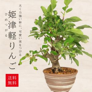 観葉植物 おしゃれ：オリーブの木 6号*SOUJU（創樹) マンザニロ 現品