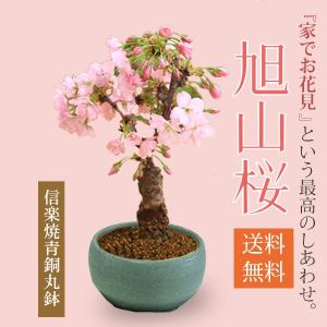 桜盆栽：旭山桜(瀬戸焼緑鉄鉢)*送料無料 (2026年春開花予定)さくら お花見 誕生日 祝 春bonsai
