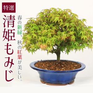 盆栽：特選清姫もみじ　瀬戸焼青鉢* 秋紅葉狩り鉢植えbonsai