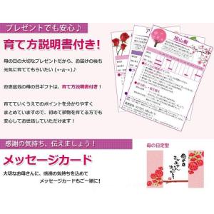 遅れてごめんね母の日ギフト 2026:母の日開...の詳細画像4