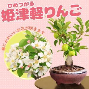 おしゃれ 観葉植物：オリーブの木 ピクアル 8号*現品11 SOUJU 創樹