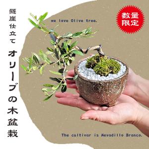 盆栽受け皿：足付楕円型 8号*資材 : 遊恵盆栽 Yahoo!店 - 通販 - Yahoo