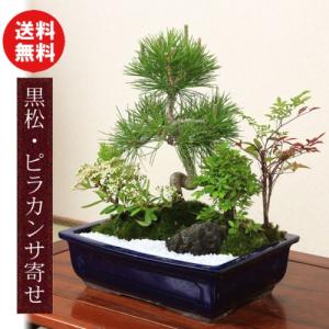 ピラカンサ 盆栽の商品一覧 通販 Yahoo ショッピング