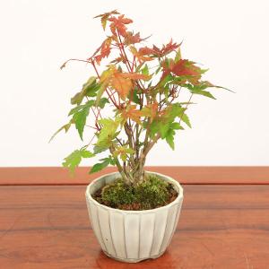小品盆栽:山もみじ編み込み苔付*鉢色選べる(国...の詳細画像2