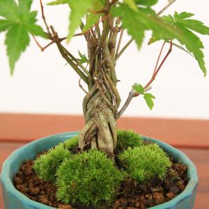 小品盆栽:山もみじ編み込み苔付*鉢色選べる(国...の詳細画像3