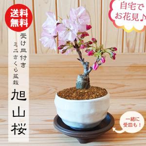 桜盆栽：ミニ旭山桜(白丸変形鉢)*受け皿付き (2024年開花終了) bonsaiさくら お花見 誕生日 祝 一才桜 ギフトお試し盆栽プレゼントにも