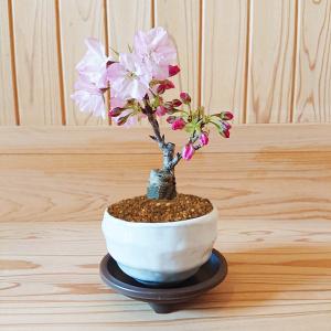 桜盆栽:ミニ旭山桜(白丸変形鉢)*受け皿付き ...の詳細画像1