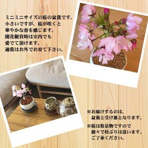 桜盆栽:ミニ旭山桜(白丸変形鉢)*受け皿付き ...の詳細画像2