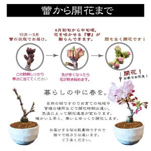 桜盆栽:ミニ旭山桜(白丸変形鉢)*受け皿付き ...の詳細画像5