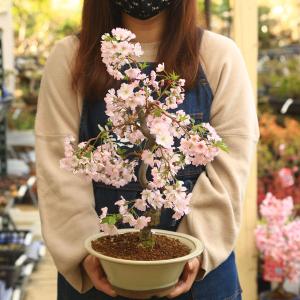 中品盆栽：桜(八重の輝き)(瀬戸焼丸鉢)*(2024年春開花予定)Sakura さくら bonsaiお花見 誕生日 祝 旭山桜 春 ギフト gift プレゼントにも