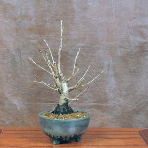 さくらんぼ 盆栽の商品一覧 通販 Yahoo ショッピング