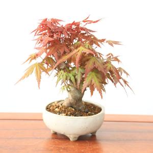 もみじ 盆栽のランキングtop100 人気売れ筋ランキング Yahoo ショッピング