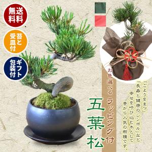 小品盆栽：五葉松(瀬戸焼黒丸鉢)* 苔と受け皿 ラッピング付き　ラッピングのお色選べる 縁起 gift 誕生日祝 御祝  鉢植えプレゼントにも  bonsai｜y-bonsai