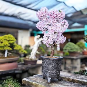 桜盆栽:御殿場桜(信楽焼黒釉丸深鉢)*<202...の詳細画像1