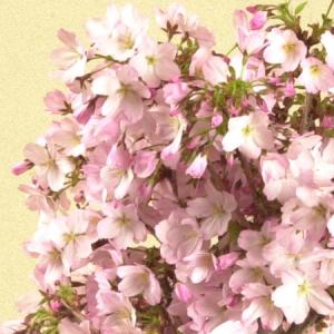 桜盆栽:御殿場桜(信楽焼黒釉丸深鉢)*<202...の詳細画像2