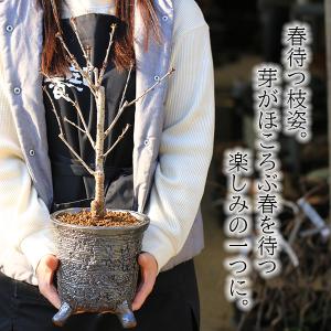 桜盆栽:御殿場桜(信楽焼黒釉丸深鉢)*<202...の詳細画像3