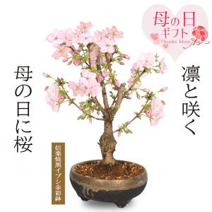 母の日 ギフト プレゼント 2026桜盆栽：母の日開花桜(信楽焼黒イブシ金彩鉢)*sakuraサクラさくら盆栽　bonsai