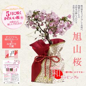 母の日ギフト 2024 桜：母の日旭山桜(大)*（母の日メッセージカードと和柄ラッピング付）bonsai