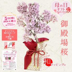 母の日ギフト 2026 桜：母の日御殿場桜*（母の日メッセージカードと和柄ラッピング付）bonsai