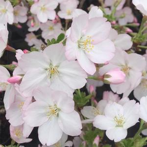 遅れてごめんね母の日ギフト 2026 桜:母の...の詳細画像1