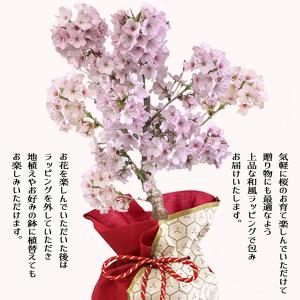 遅れてごめんね母の日ギフト 2026 桜:母の...の詳細画像2