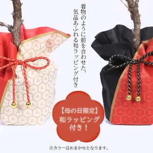 遅れてごめんね母の日ギフト 2026 桜:母の...の詳細画像4