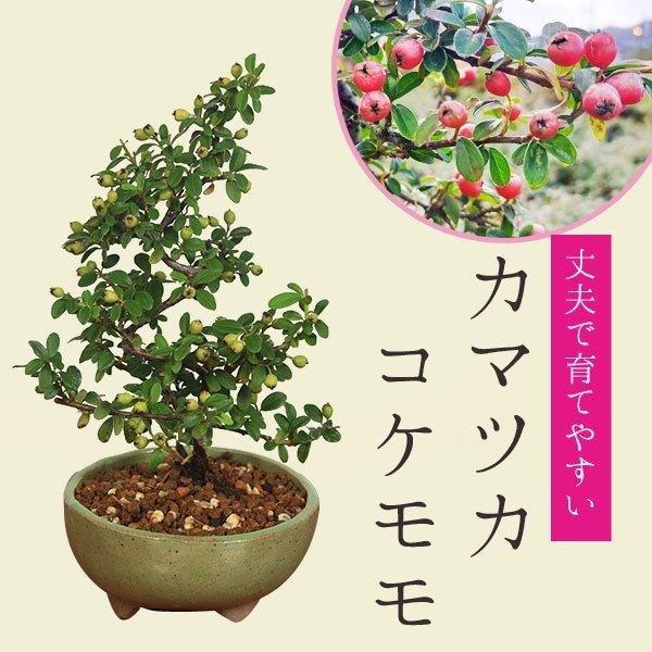 小品盆栽：かまつかこけもも（祥石(二代目)緑鉢）*鉢植え秋実物カマツカコケモモ bonsai