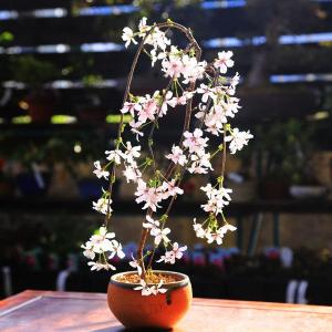 桜盆栽:しだれ富士桜(信楽焼橙鉢) *<...の詳細画像1
